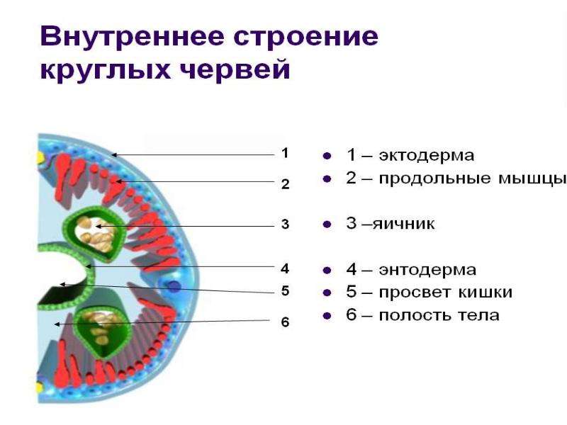 Какие черты строения характерны для круглых червей. План строения круглых червей. Внутреннее строение круглых червей 7 класс. Внешнее строение круглых червей 7 класс. Внутреннее строение круглых червей 8 таблица.