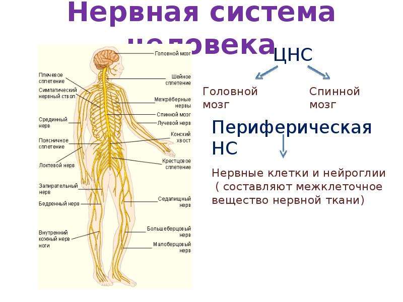 Название органа периферической нервной системы человека