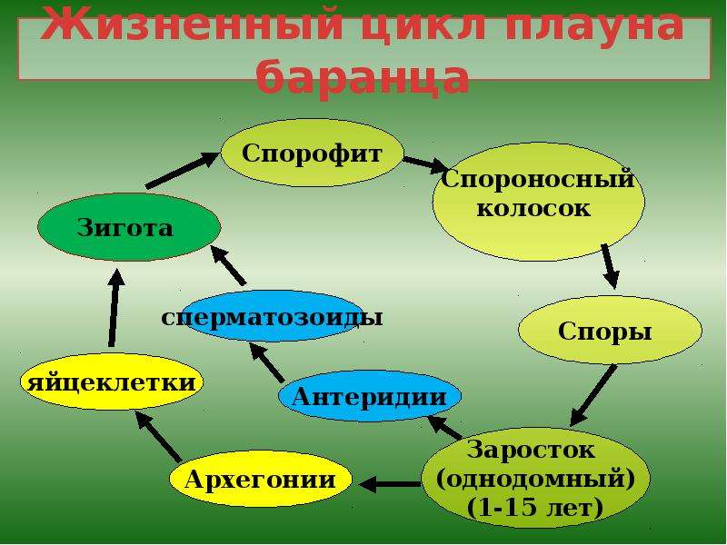 Схема развития плауна