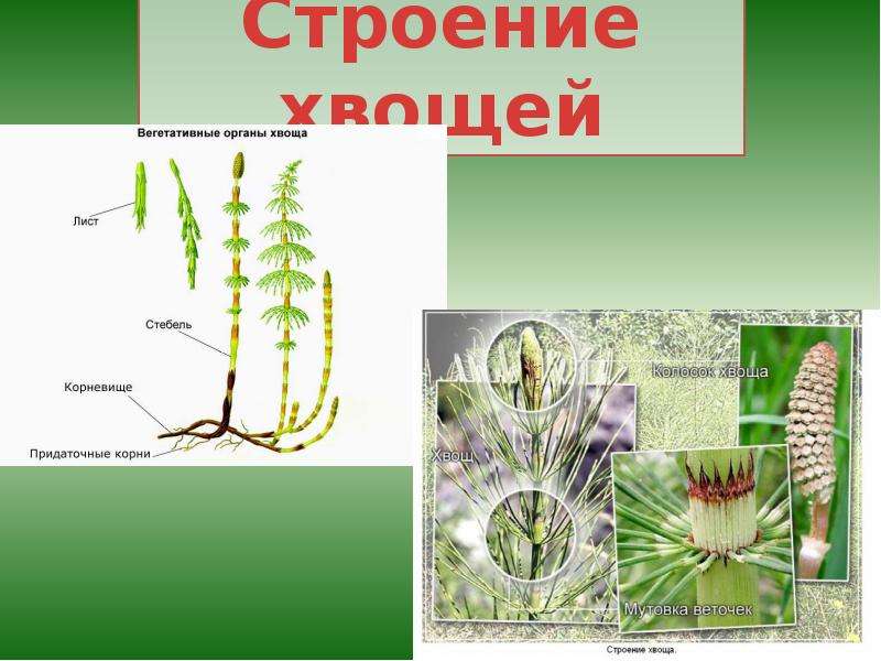 Даны изображения плауна годичного и хвоща полевого рассмотри и дополни предложения ответь на вопрос