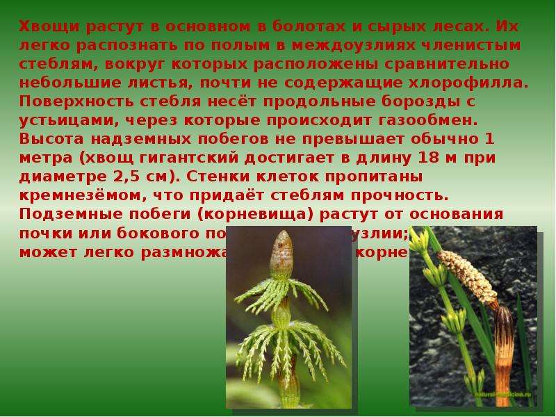 Каково значение хвощей в природе. Плауновидные Хвощевидные 7 класс. Вымершие Хвощевидные. Отдел Хвощевидные презентация. Хвощи презентация.