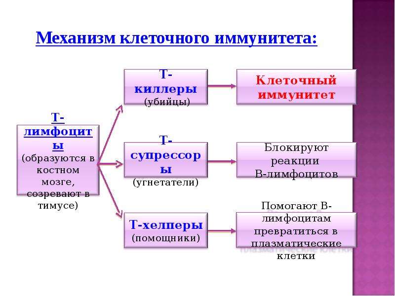 Проект на тему иммунитет