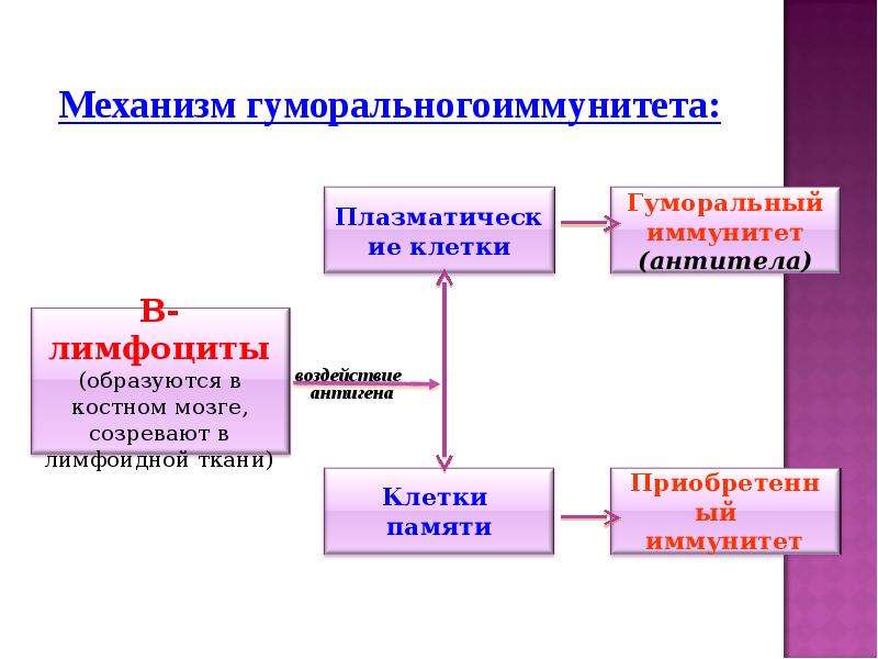 Презентация на тему иммунитет 8 класс биология