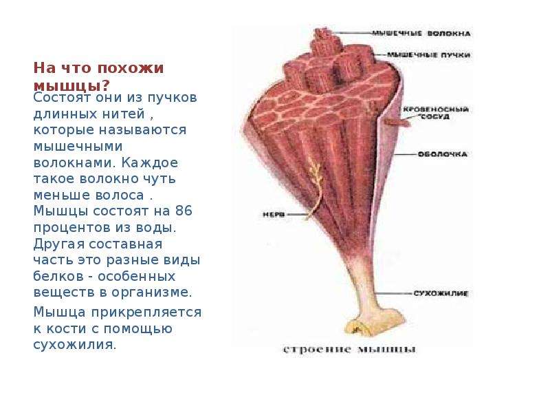 Такие разные мышцы презентация 4 класс