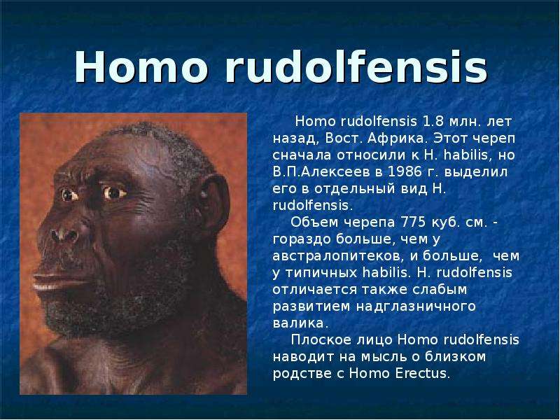 Homo rudolfensis. Австралопитек рудольфский,. Homo rudolfensis характеристика.