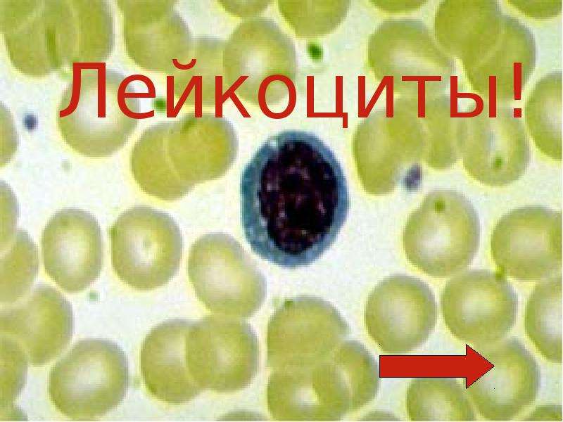 Полезные клетки. Формені елементи крові. Это мцитов гецитов фото ЦИТОВ.