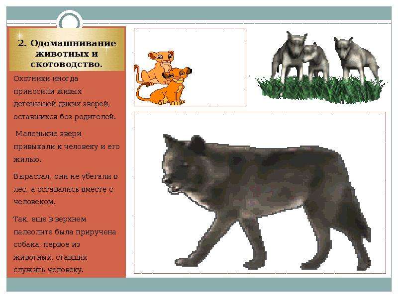 Одомашнивание диких животных презентация