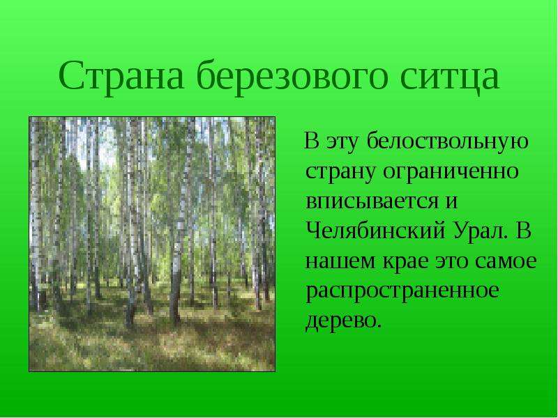 Есенин березовый ситец. Страна березового ситца. Березовые представители. Стих Страна березового ситца. Рассказ Страна березового ситца.