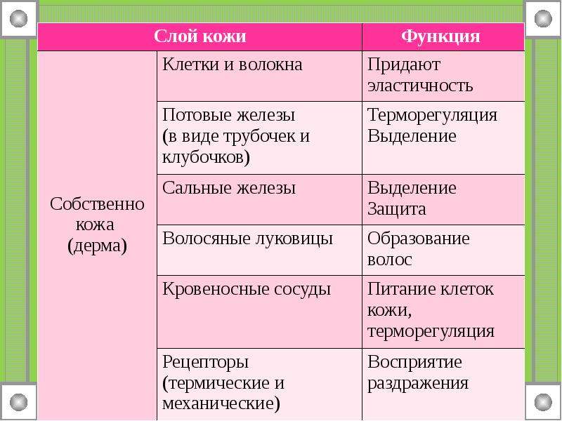 Функции кожи. Строение и функции кожи. Слои кожи таблица. Таблица слои кожи строение функции. Функции слоев кожи.