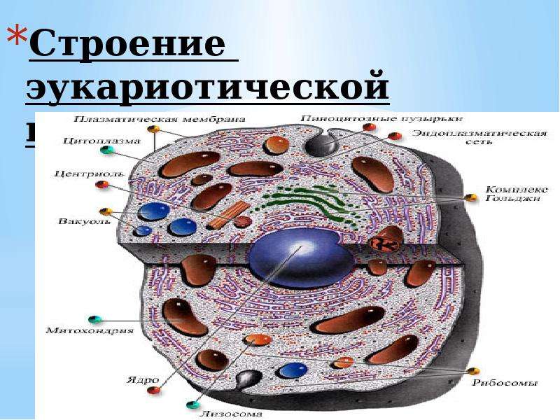 Эукариотическая клетка фото