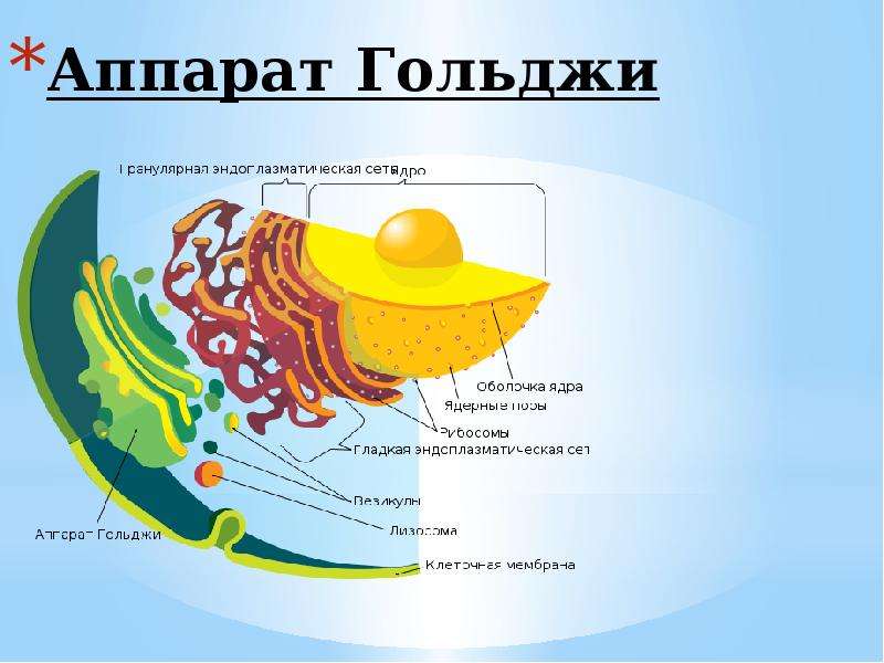 Аппарат гольджи на рисунке