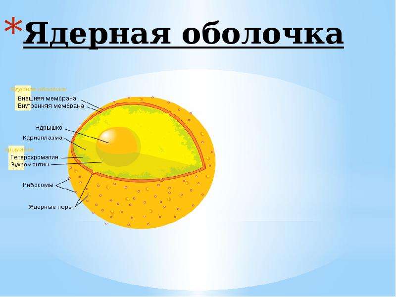 Ядерная мембрана клетки. Строение ядерной мембраны. Ядерная мембрана в эукариотической клетке. Строение оболочки ядра. Строение ядерной оболочки.