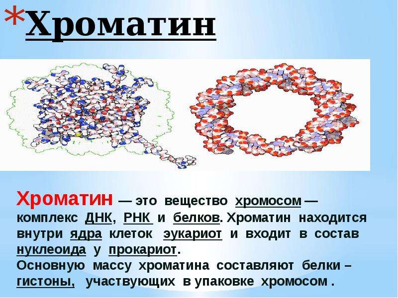 Что собой представляет хроматин. Хроматин. Хроматин строение. Структура хроматина. Структура клетки хроматин.