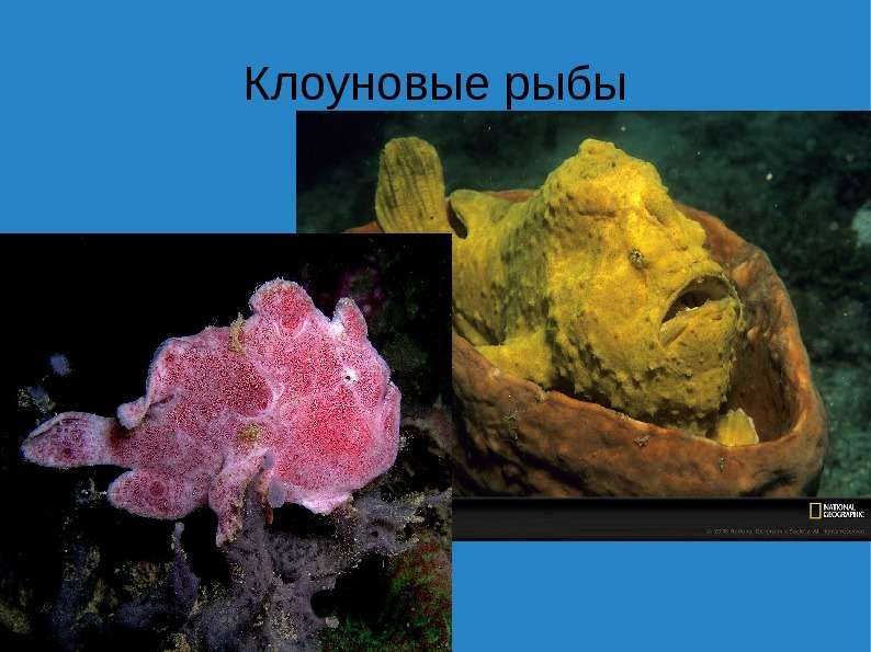 Презентация на тему "Всемирный день моря" -  презентации по Биологии, слайд №57