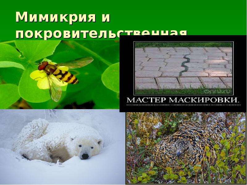 Мимикрия презентация 9 класс