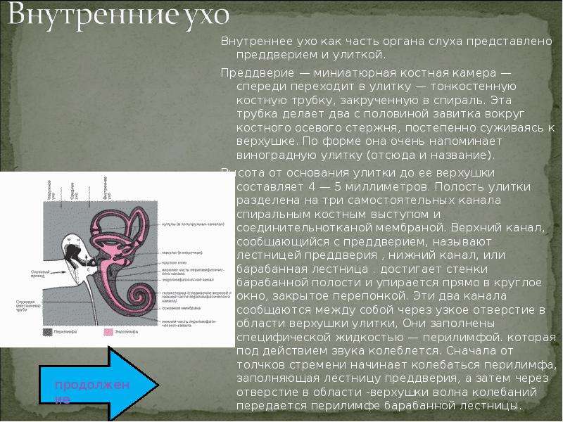 Орган слуха презентация 9 класс 8 вид