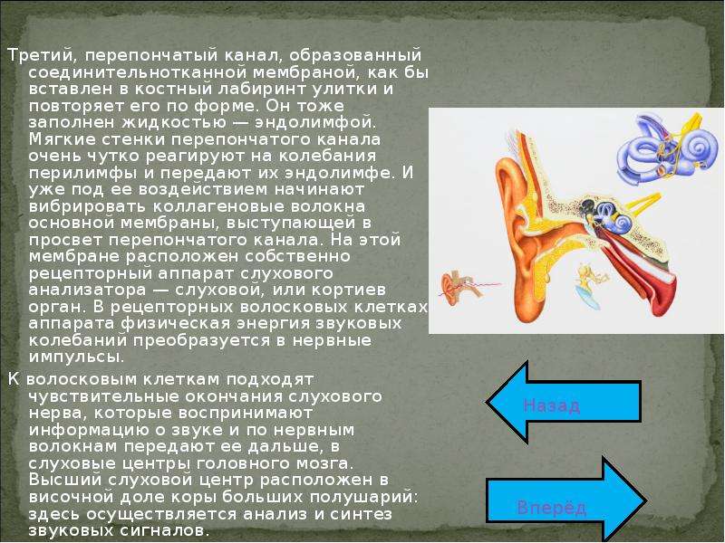 Презентация на тему слух