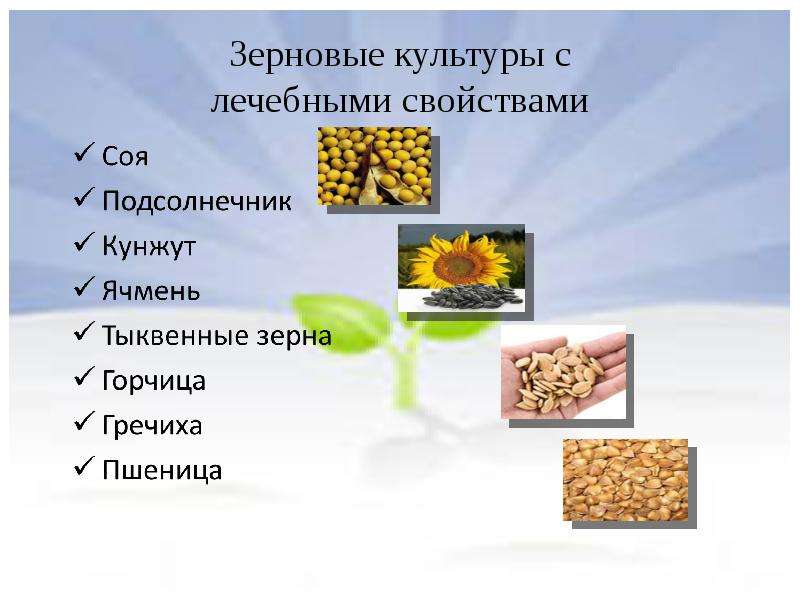 Зерновые культуры с лечебными свойствами