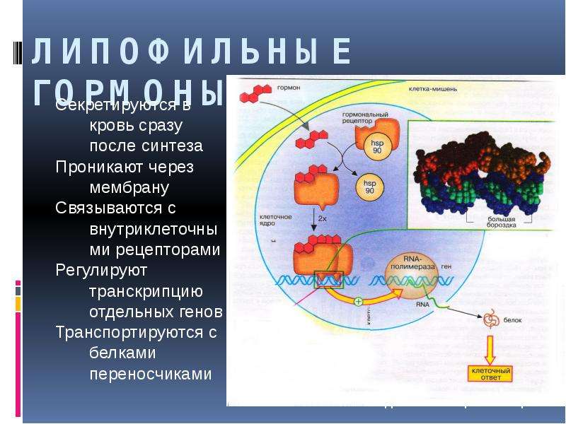 Проект про гормоны