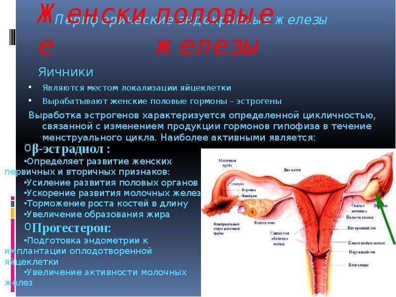 Женские половые гормоны презентация