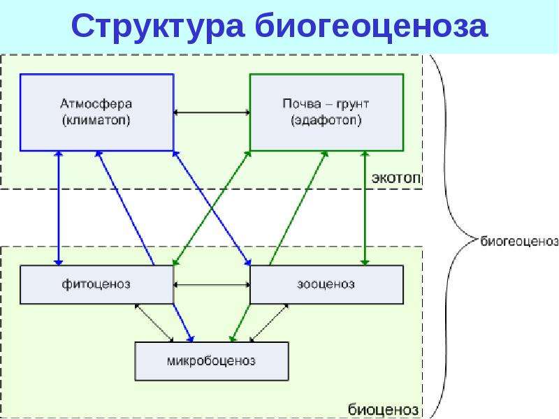 Заполните блоки схемы прямых и опосредованных связей между структурными компонентами биогеоценоза