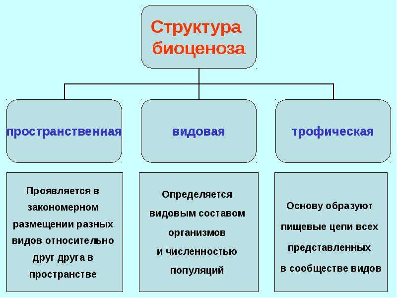 Структура сообщества презентация 11 класс