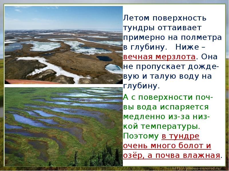 Урок 8 класс тундра. Поверхность тундры. Воды тундры. Внутренние воды тундры в России. Озера в тундре России.