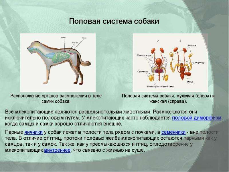 Особенности строения млекопитающих презентация