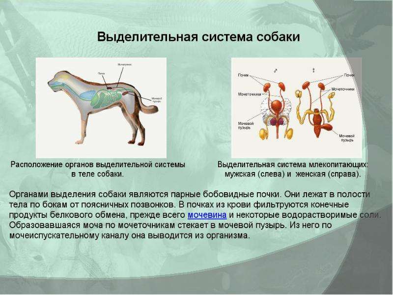 Внешнее и внутреннее строение млекопитающих презентация 7 класс презентация