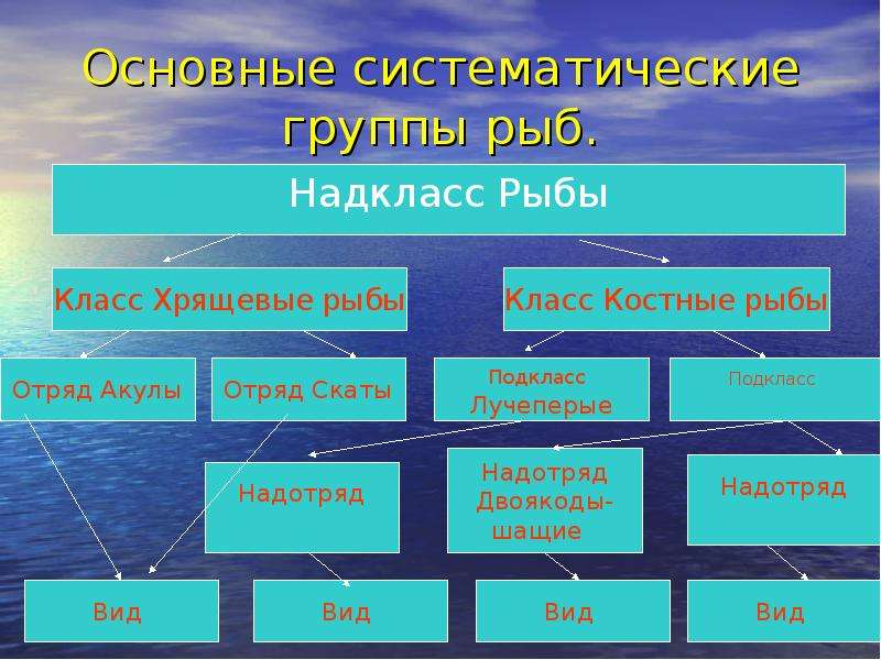 Модели эколого систематических групп для дошкольников картинки