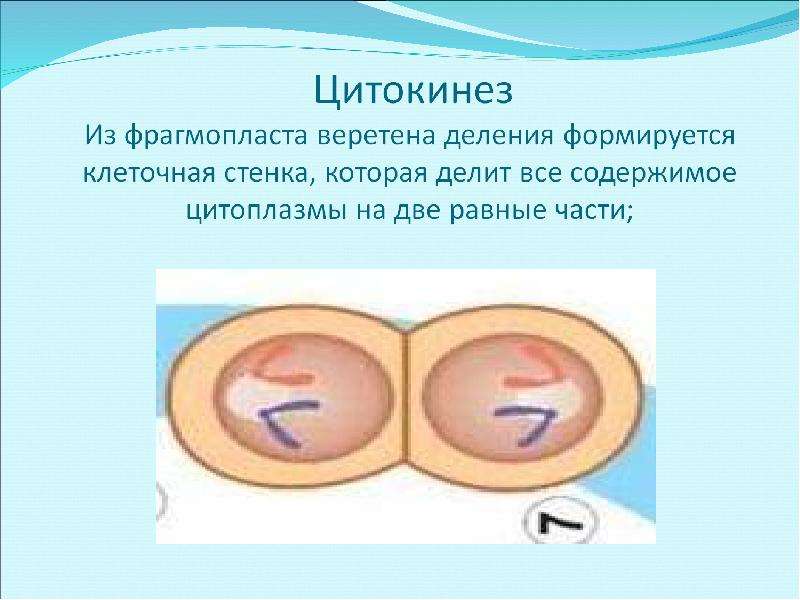 Цитокинез. Цитокинез растительной клетки. Цитокинез фрагмопласт. Деление фрагмопласт. Митотическое деление фрагмопласт.