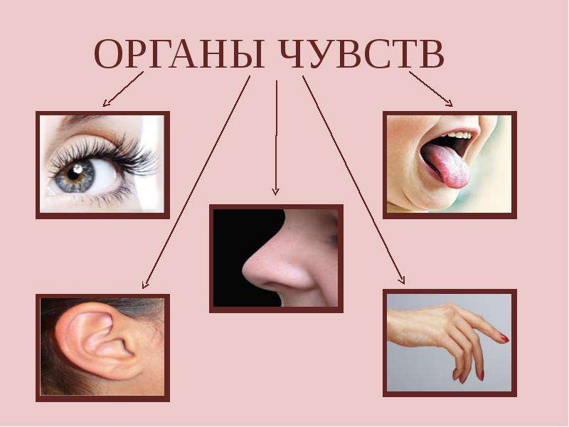 Презентация по органам чувств