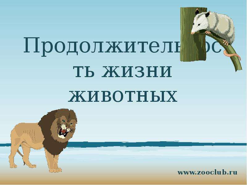 Продолжительность животных окружающий мир. Продолжительность жизни животных. Продолжительность жизни животных окружающий. Продолжение жизни животных. Животные и Продолжительность жизни 1 класс.