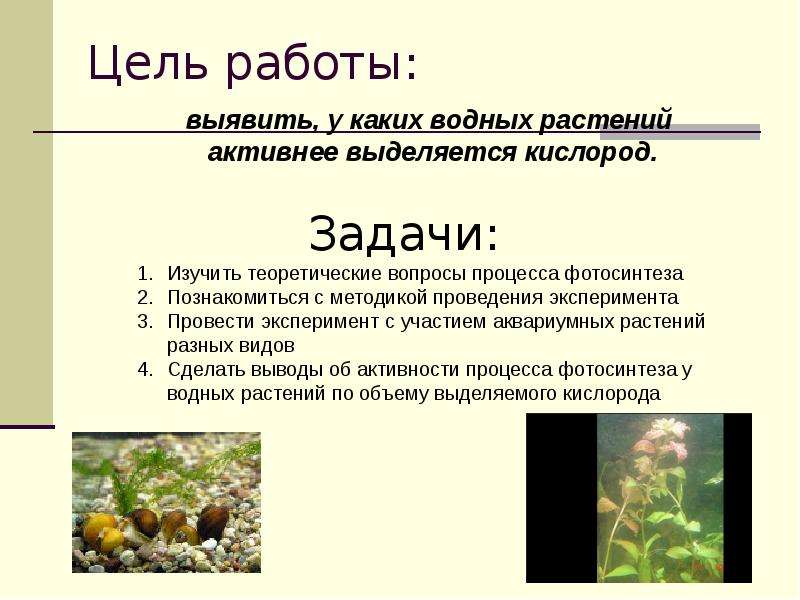 Фотосинтез проект 6 класс