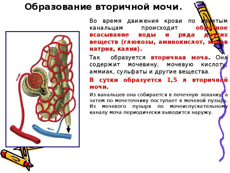 Образование мочи содержащей глюкозу аминокислоты витамины. Первичная и вторичная моча. Механизм образования первичной и вторичной мочи. Образование вторичной мочи. Первичная моча образуется в.