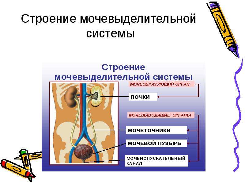 Выделительная система человека биология 8 класс презентация