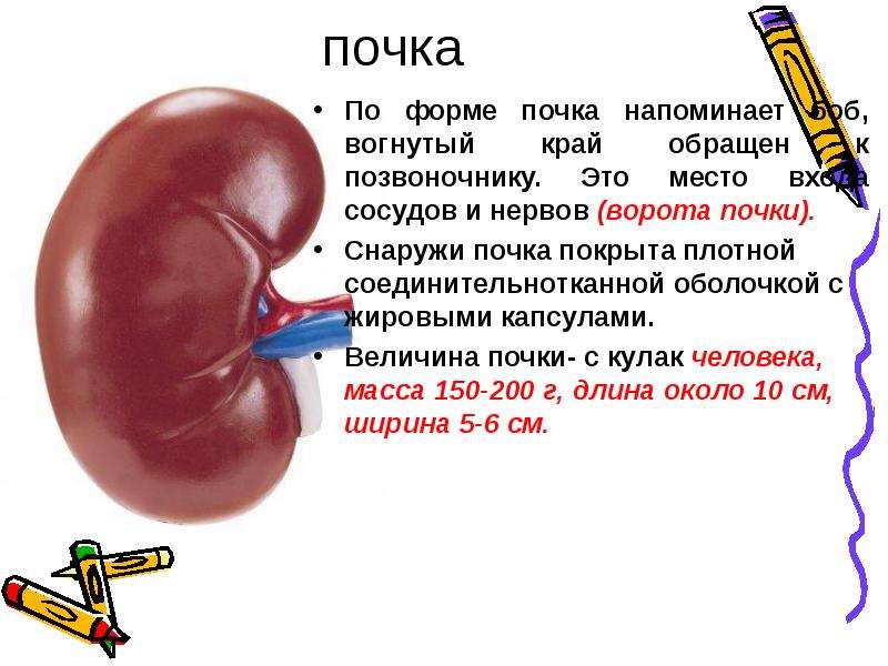 Презентация на тему почки 8 класс