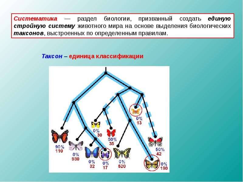 2 тема биологии. Таксоны в биологии. Систематика в биологии. Таксон это в биологии кратко. Разделы систематики.