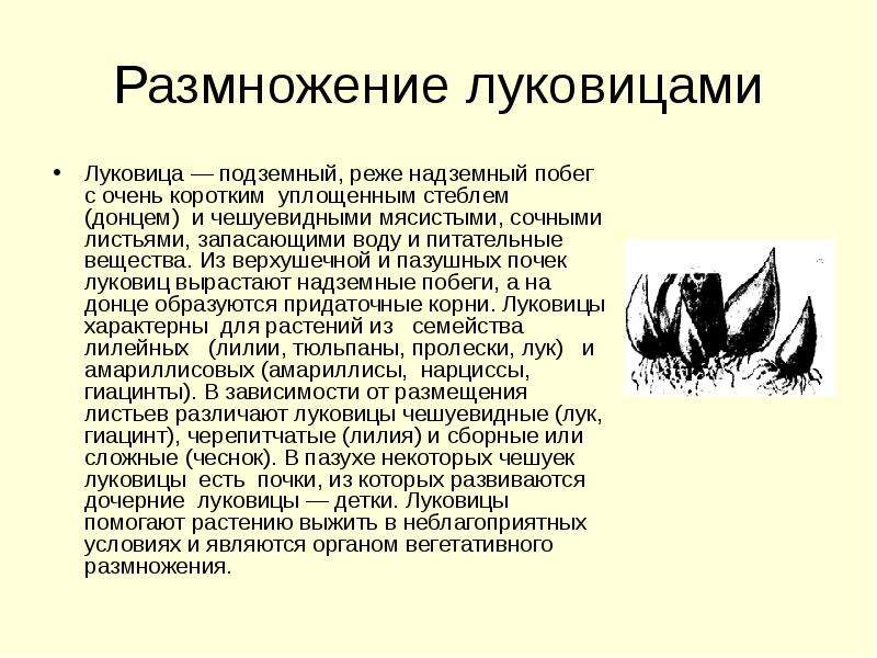 Размножение луковицами. Вегетативное размножение луковицами. Естественное размножение луковицами. Характеристика размножения луковицами.