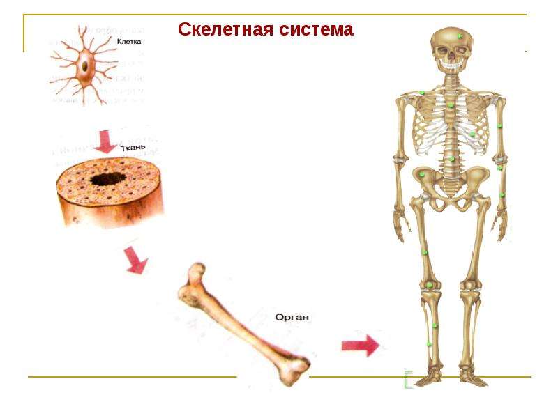 Скелетная система органов человека. Скелетная система. Скелет нач система органов. Системы органов человека Скелетная система. Клетка органы ткани системы органов человека.