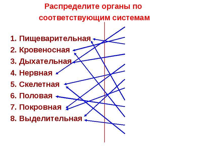 Соответствующую систему. Распределить органы по системам органов. Распределить органы по системам. Распределите органы по системам органов кровеносная система. Распределение органов по системам органов.