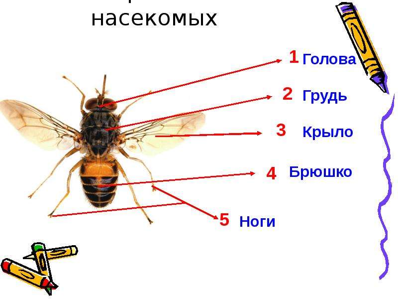 Строение насекомых картинки для детей дошкольников