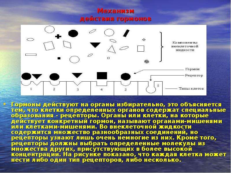 Проект по химии на тему гормоны 10 класс