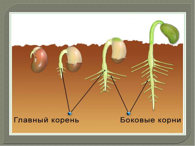 На тему Вегетативные органы растений, слайд 6