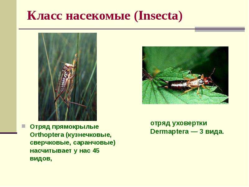 Характеристики отряда насекомых прямокрылые. Отряды насекомых Прямокрылые. Отряд Прямокрылые представители. Прямокрылые насекомые представители. Значение прямокрылых.