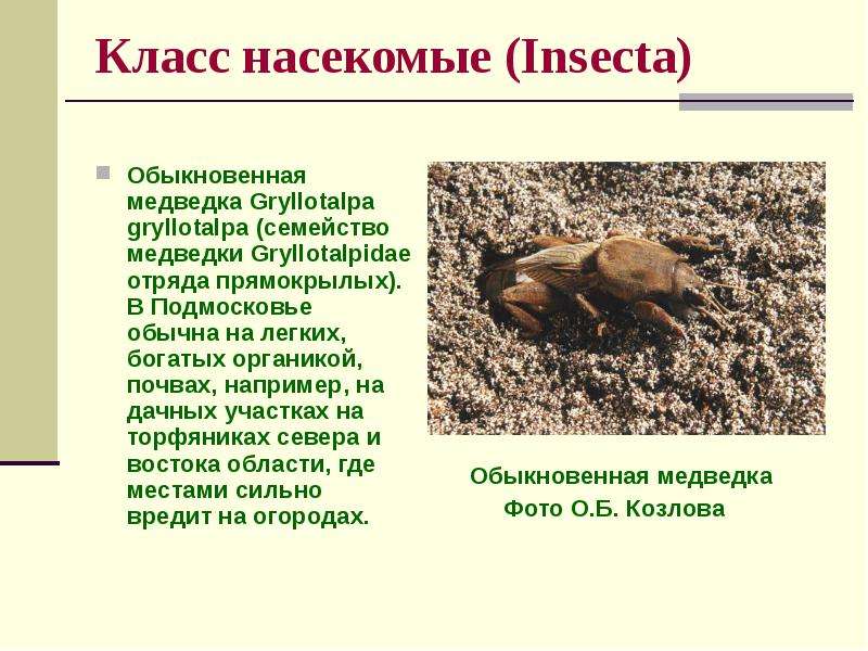 Относительный характер приспособлений медведки. Медведки (семейство Gryllotalpidae).. Систематические группа медведка. Медведка систематика. Медведка морфологические адаптации