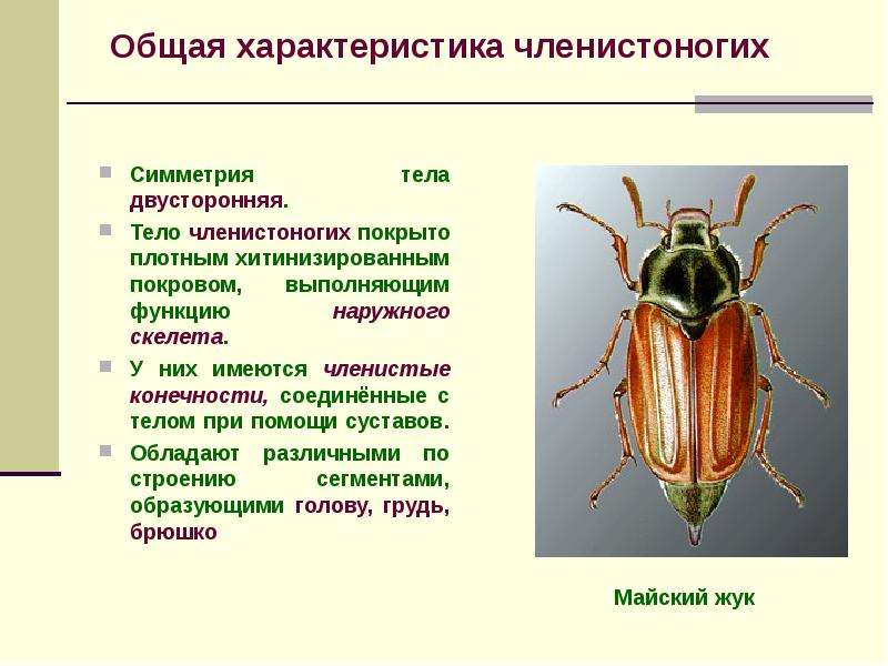 Общая характеристика типа членистоногие