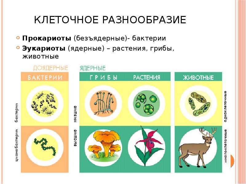 9 класс биология презентация многообразие форм жизни