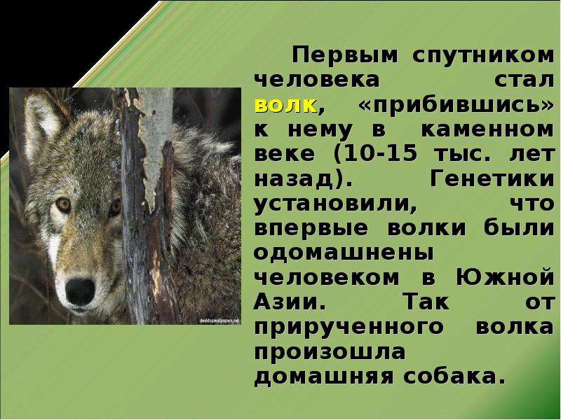 Что стало с волк. Одомашнивание волка. Одомашненный волк презентация. Сообщение одомашнивание животных. История одомашнивания животных презентация.