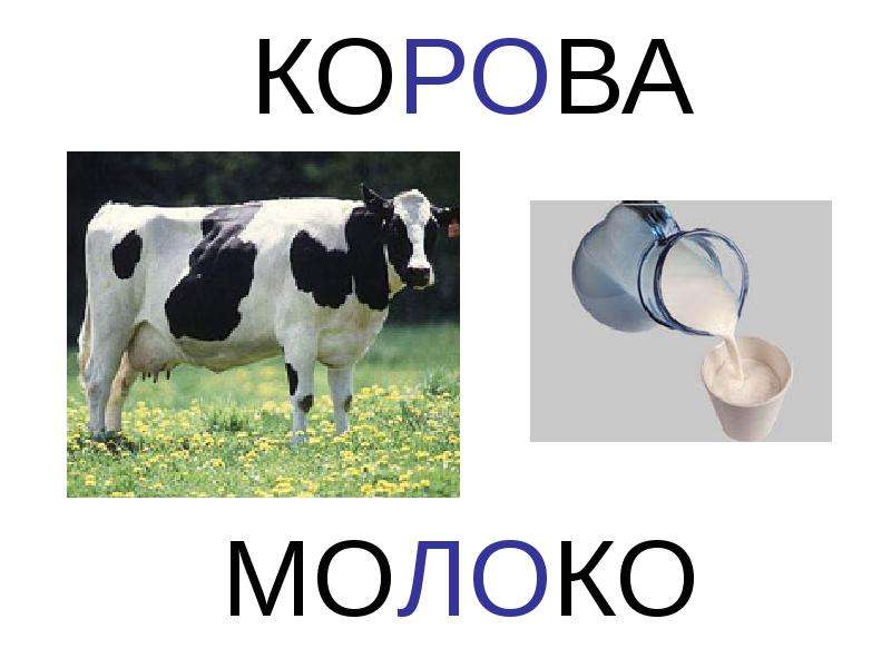 Корова дает молоко картинка для детей